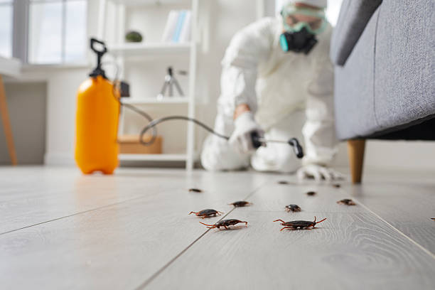 Commercial Rodent Management in Ponder